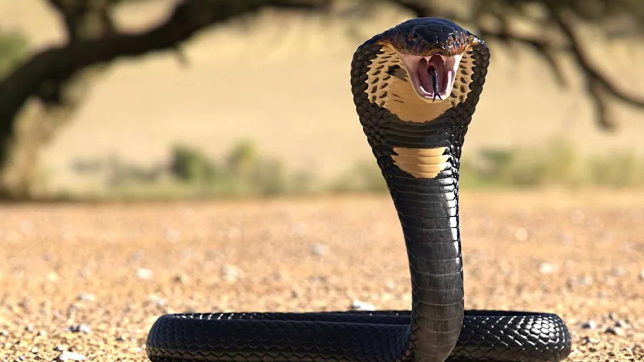 Snake Bit : భార్య, రెండేళ్ల కూతుర్ని పాముకాటుతో చంపిన వ్యక్తి Snake Bit : భార్య, రెండేళ్ల కూతుర్ని పాముకాటుతో చంపిన వ్యక్తి