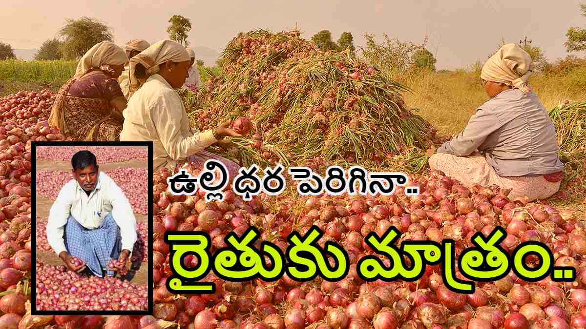 Onion Farmers : ఉల్లి ధర పెరిగింది కానీ.. అయితే Onion Farmers : ఉల్లి ధర పెరిగింది కానీ.. అయితే