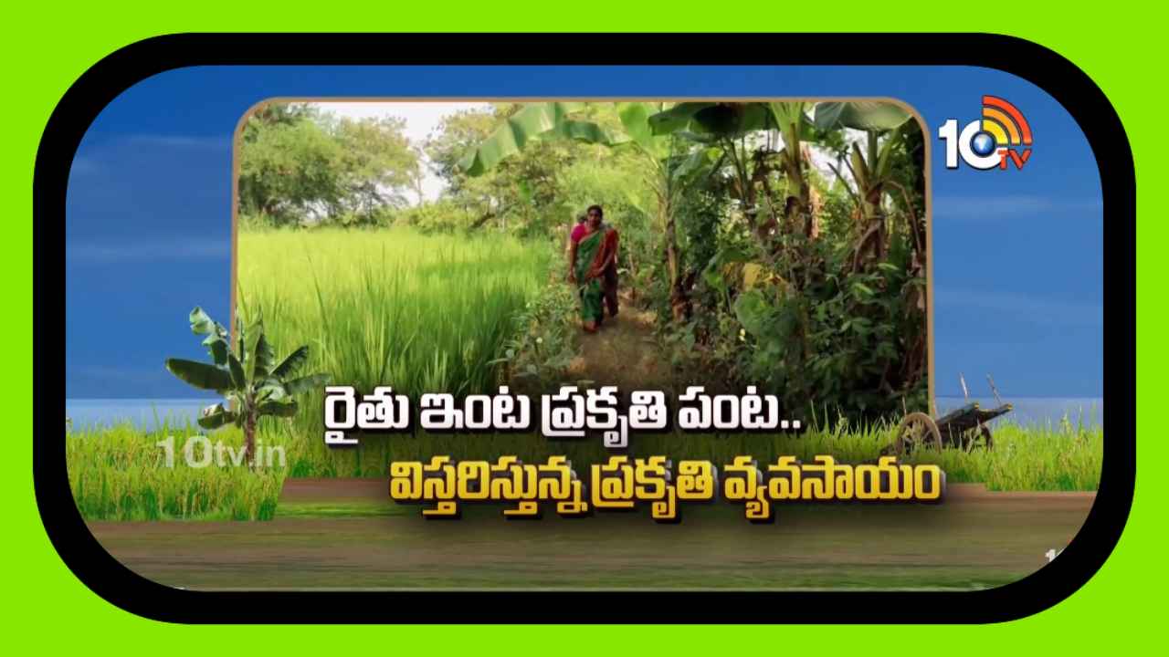 Organic Farming : రైతు ఇంట ప్రకృతి పంట.. విస్తరిస్తున్న ప్రకృతి వ్యవసాయం Organic Farming : రైతు ఇంట ప్రకృతి పంట.. విస్తరిస్తున్న ప్రకృతి వ్యవసాయం
