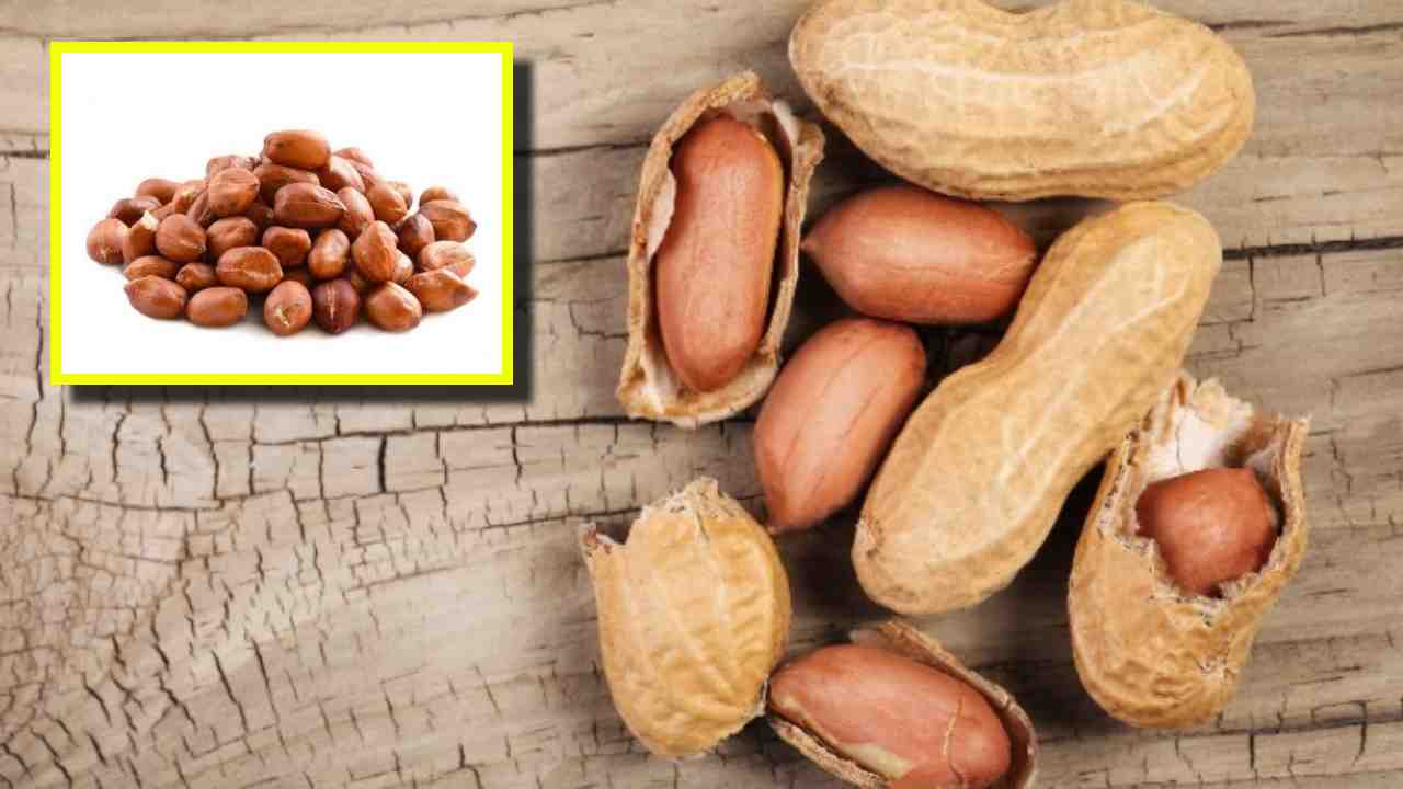 Benefits of Peanuts : వేరుశెనగ గింజలు తినటం వల్ల కలిగే 5 ఆరోగ్య ప్రయోజనాలు ఇవే ! Benefits of Peanuts : వేరుశెనగ గింజలు తినటం వల్ల కలిగే 5 ఆరోగ్య ప్రయోజనాలు ఇవే !