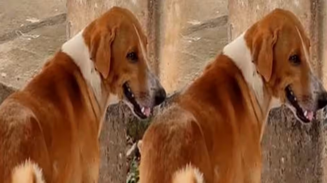 Pet Dog : చనిపోయిన యజమాని కోసం ఆహారం తినటం మానేసి ఎదురు చూస్తున్న కుక్క.. Pet Dog : చనిపోయిన యజమాని కోసం ఆహారం తినటం మానేసి ఎదురు చూస్తున్న కుక్క..