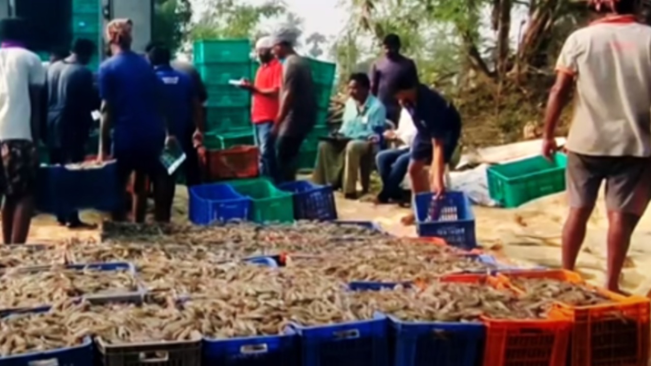 Aqua Farmers Problems _ Special Story On Fish Farming