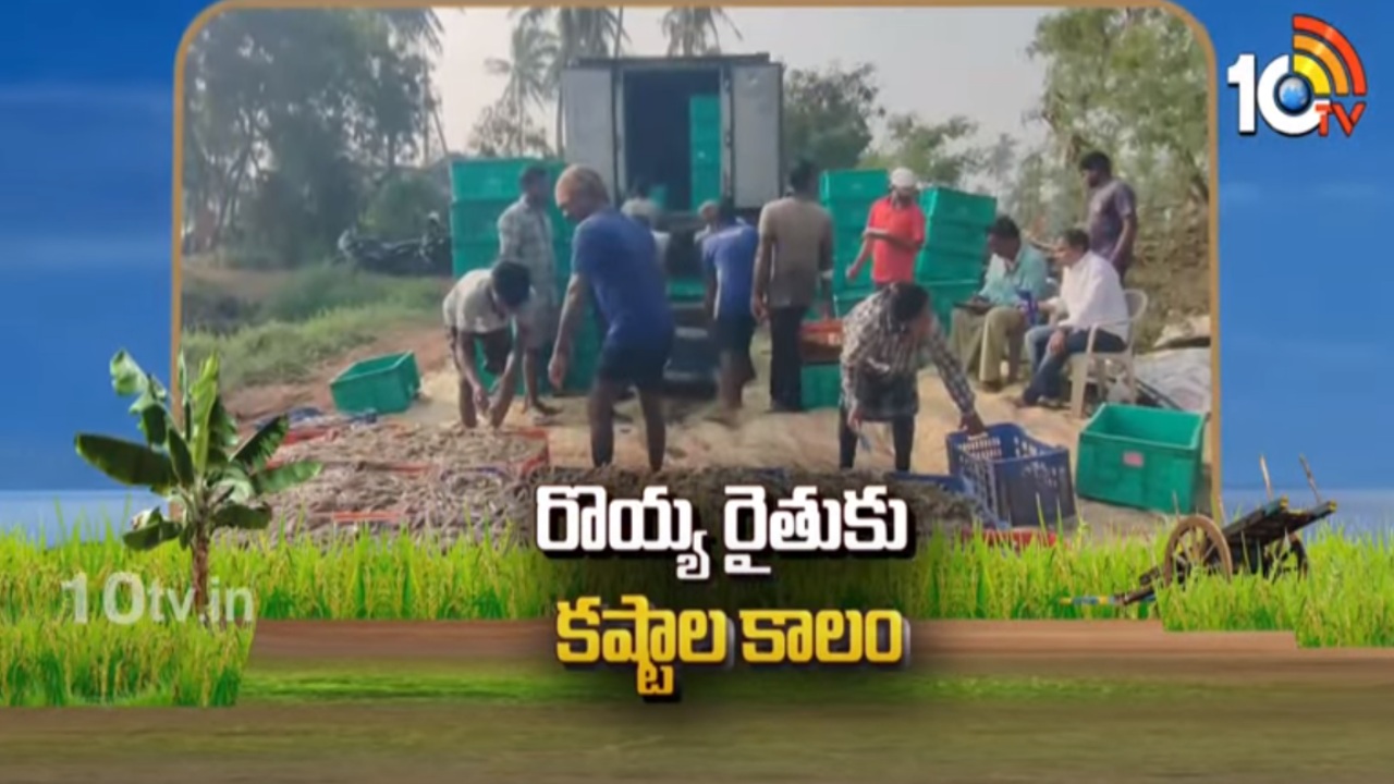 Aqua Farmers Problems : రొయ్య రైతుకు అకాల కష్టం.. ఆశాజనకంగా లేని వనామి రొయ్యల సాగు Aqua Farmers Problems : రొయ్య రైతుకు అకాల కష్టం.. ఆశాజనకంగా లేని వనామి రొయ్యల సాగు