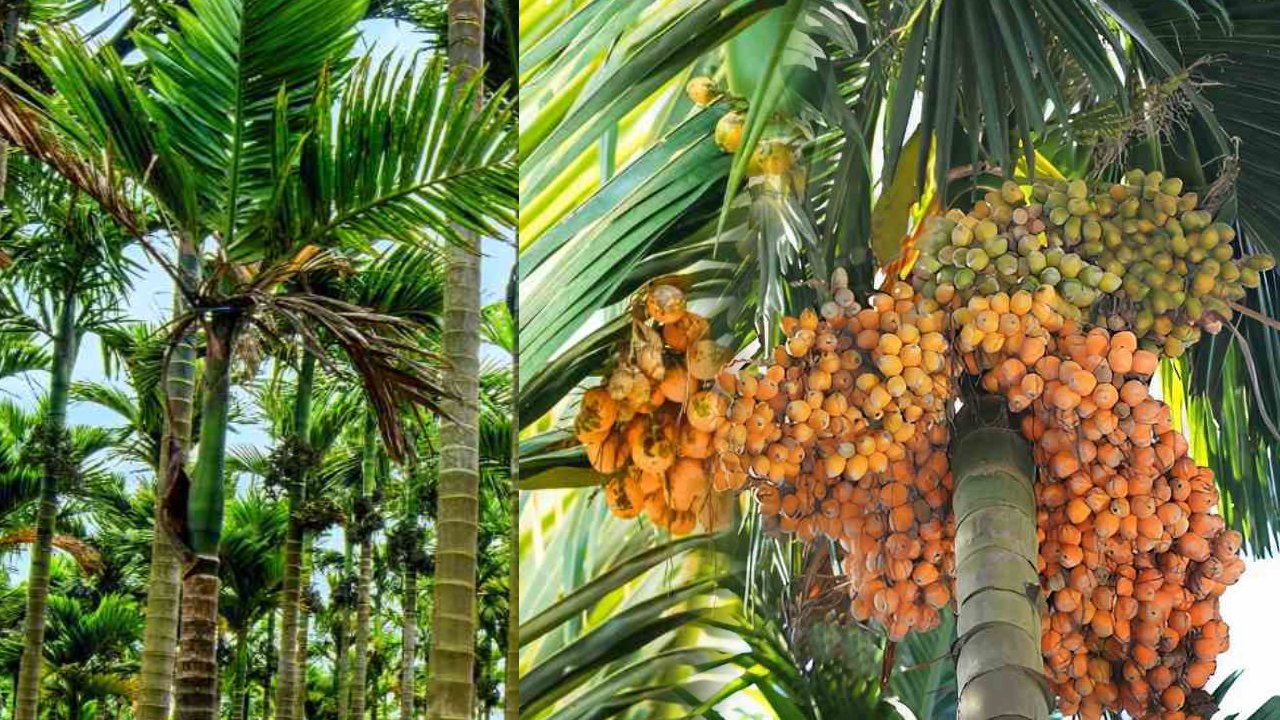 Areca Nut Cultivation