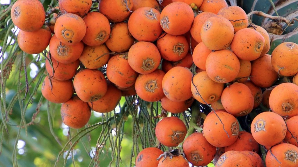 Areca Nut Cultivation