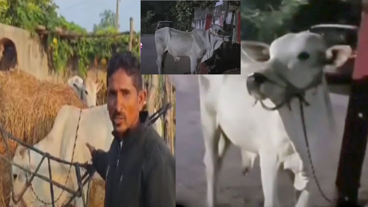 Bull Arrest : ఎద్దును అరెస్ట్ చేసిన పోలీసులు.. ఎందుకో తెలిస్తే షాక్ అవ్వాల్సిందే Bull Arrest : ఎద్దును అరెస్ట్ చేసిన పోలీసులు.. ఎందుకో తెలిస్తే షాక్ అవ్వాల్సిందే