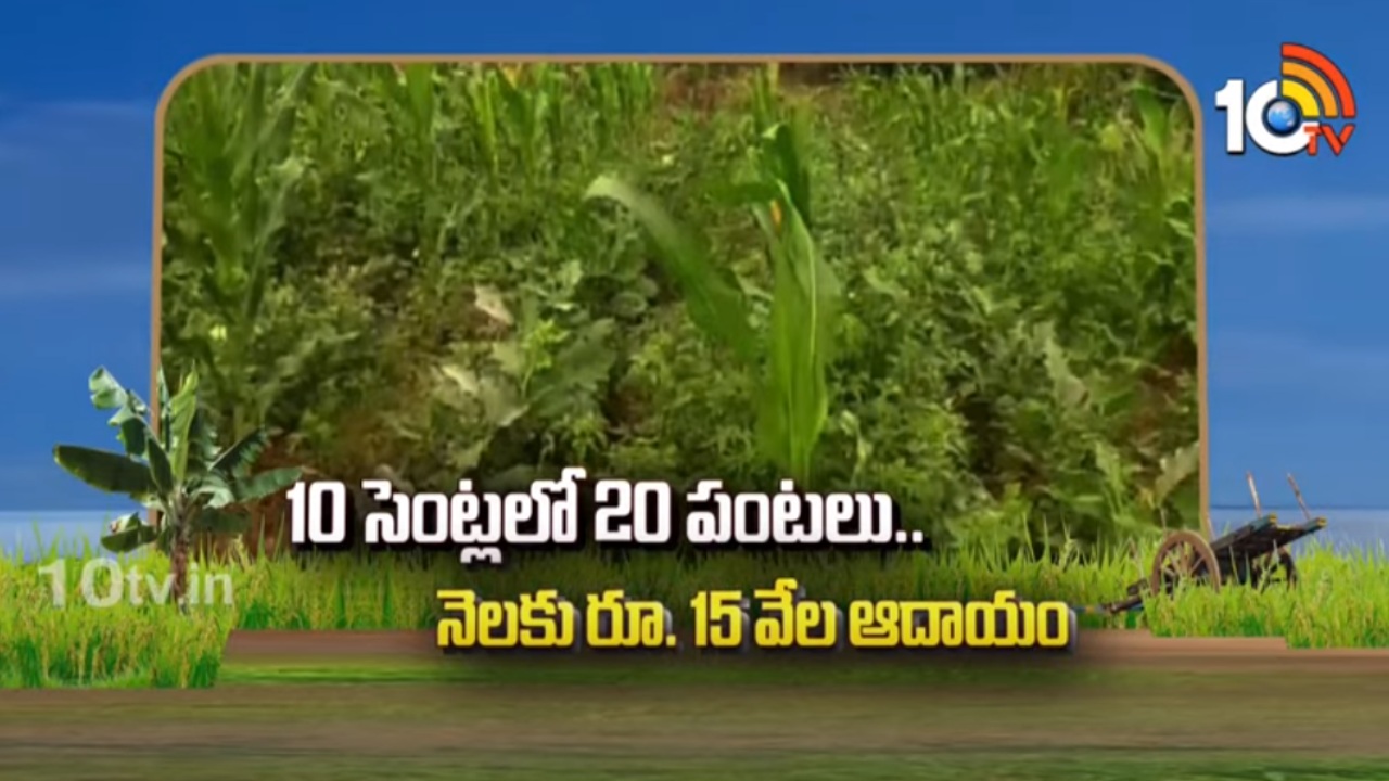 ATM Vegetable Cultivation : 10 సెంట్లలో 20 పంటలు.. నెలకు రూ. 15 వేల ఆదాయం ATM Vegetable Cultivation : 10 సెంట్లలో 20 పంటలు.. నెలకు రూ. 15 వేల ఆదాయం
