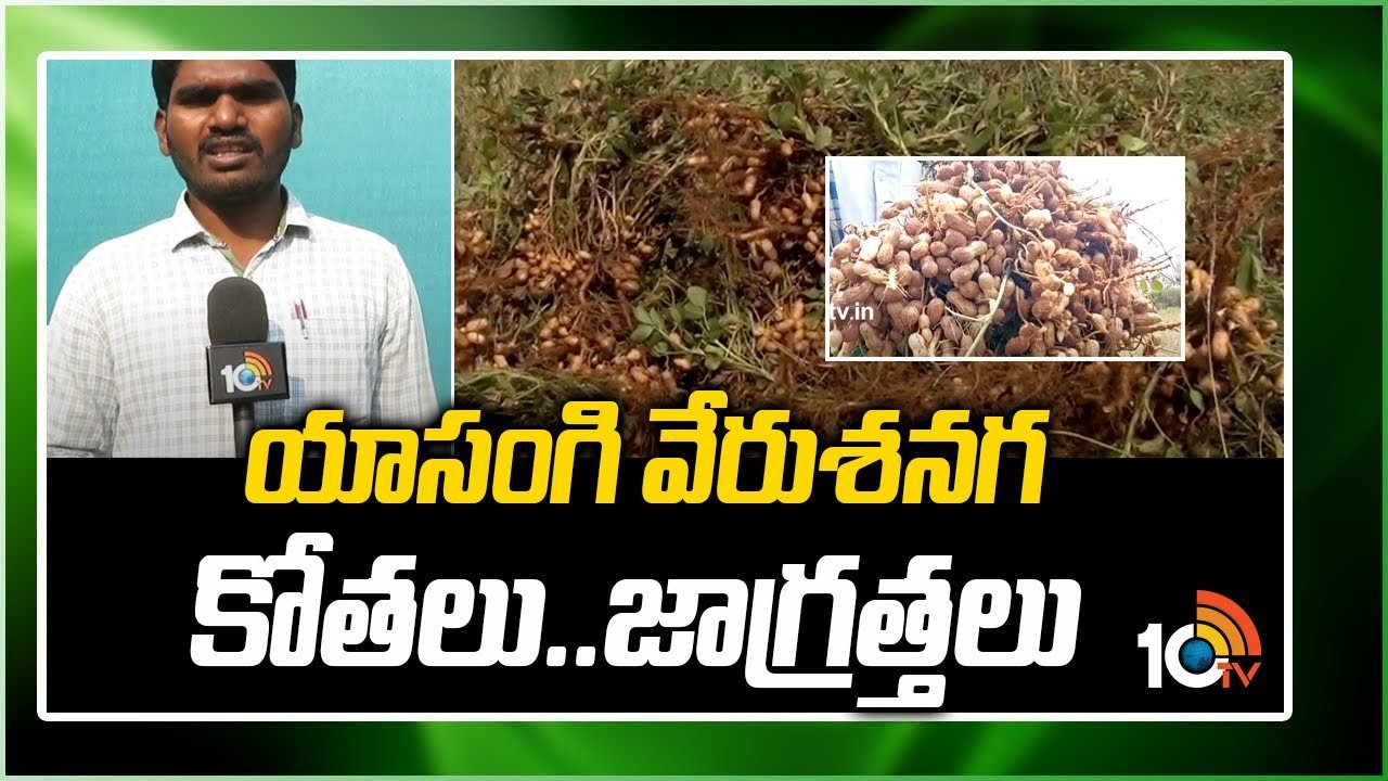 Groundnut Cultivation : యాసంగి వేరుశనగ కోతల్లో పాటించాల్సిన మేలైన జాగ్రత్తలు Groundnut Cultivation : యాసంగి వేరుశనగ కోతల్లో పాటించాల్సిన మేలైన జాగ్రత్తలు
