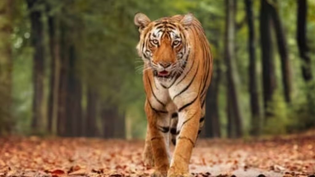 Kerala tiger