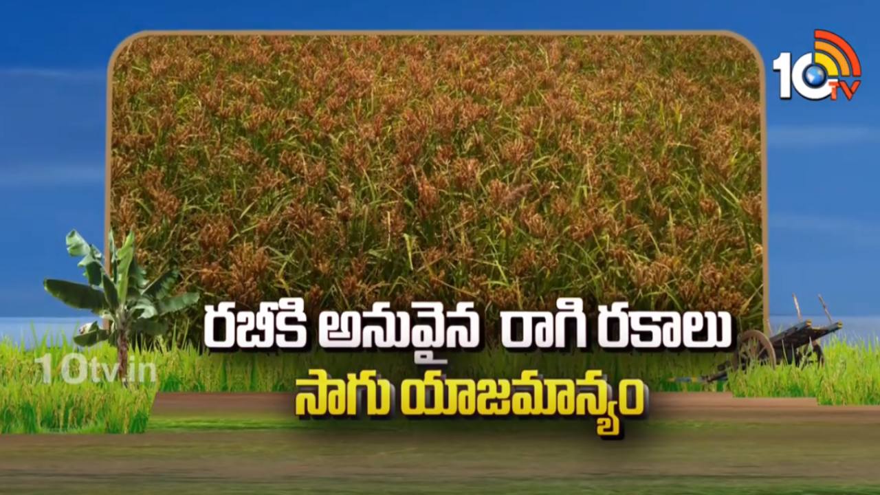 Kharif Copper Varieties : తెలుగు రాష్ట్రాల్లో విస్తరిస్తున్న రాగిసాగు.. అందుబాటులో మేలైన రకాలు Kharif Copper Varieties : తెలుగు రాష్ట్రాల్లో విస్తరిస్తున్న రాగిసాగు.. అందుబాటులో మేలైన రకాలు