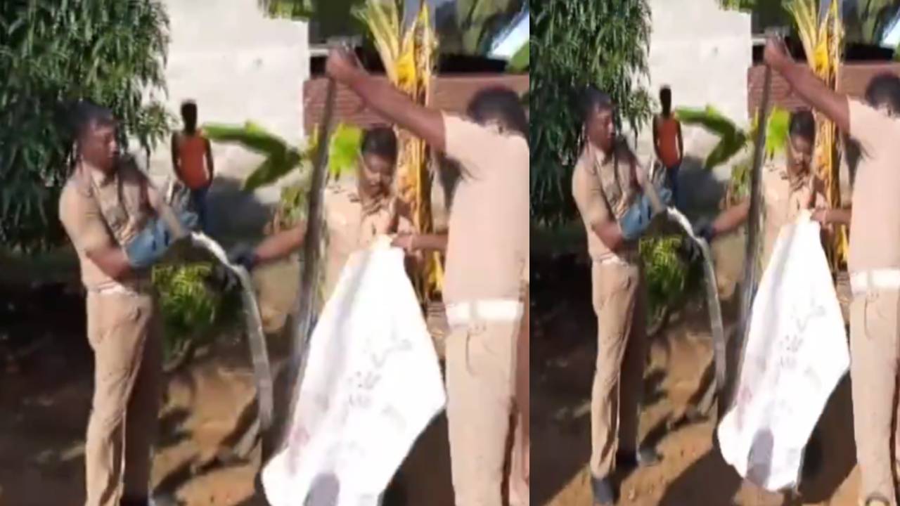King Cobra Viral : ఇంటిలోకి దూరిన 14 అడుగుల కింగ్ కోబ్రా.. King Cobra Viral : ఇంటిలోకి దూరిన 14 అడుగుల కింగ్ కోబ్రా..