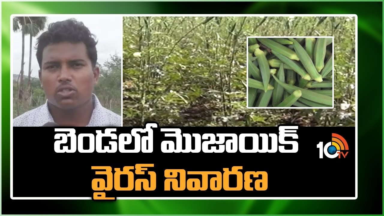 Ladies Finger Cultivation : బెండతోటలకు మొజాయిక్ వైరస్ ఉధృతి – నివారణకు శాస్త్రవేత్తల సూచనలు Ladies Finger Cultivation : బెండతోటలకు మొజాయిక్ వైరస్ ఉధృతి – నివారణకు శాస్త్రవేత్తల సూచనలు