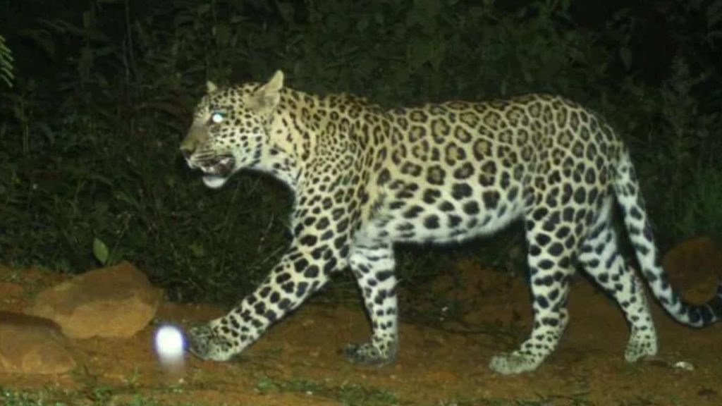 Leopard