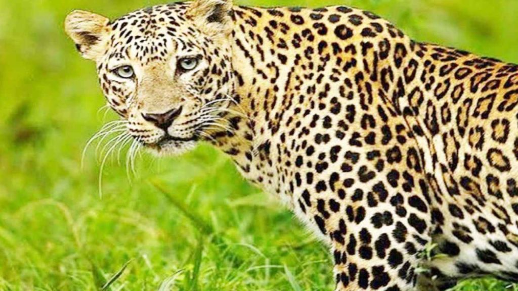 Leopard Attack