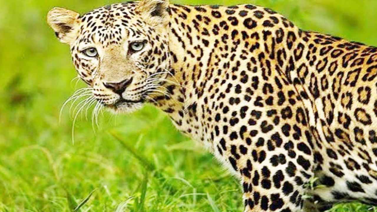 Leopard : చిరుతపులి దాడిలో తొమ్మిదేళ్ల బాలిక మృతి Leopard : చిరుతపులి దాడిలో తొమ్మిదేళ్ల బాలిక మృతి