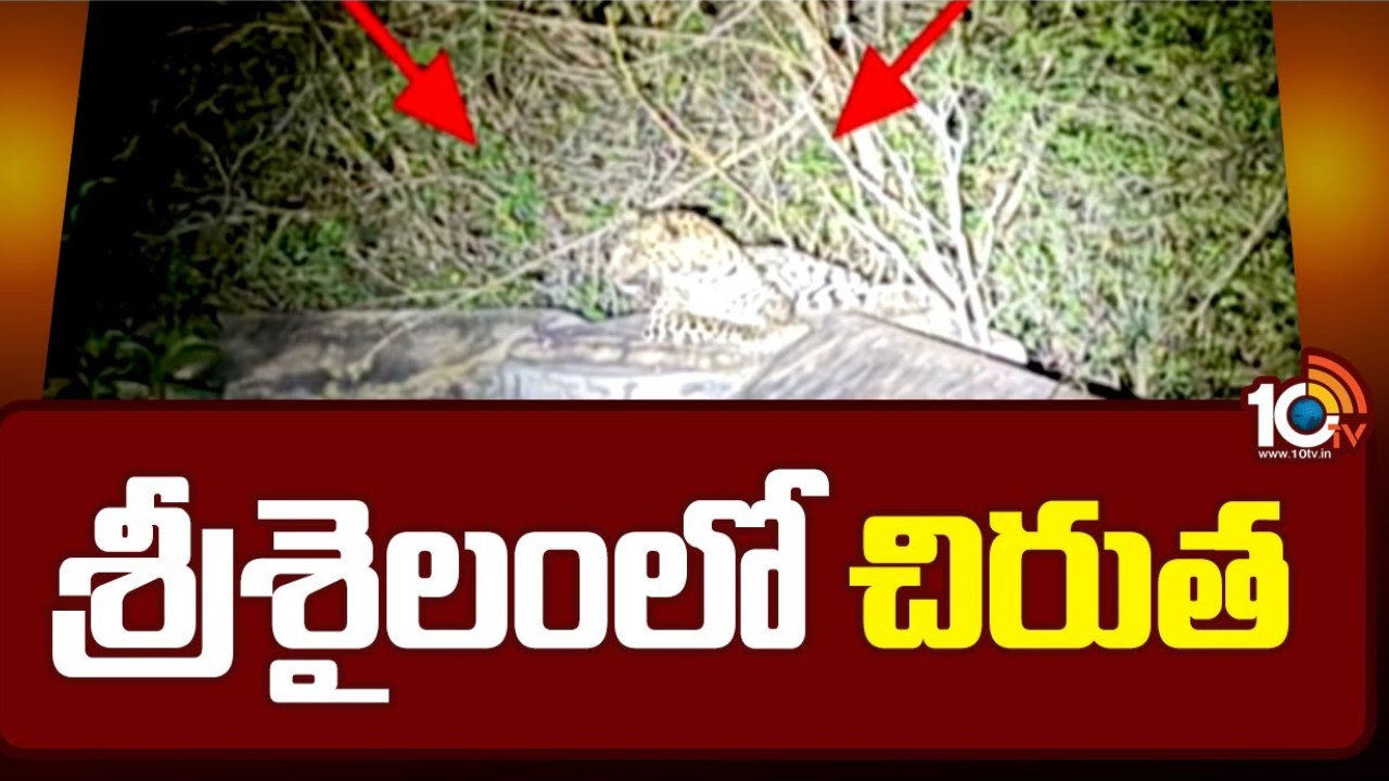 Srisailam: బాబోయ్ చిరుత.. శ్రీశైలం పుణ్యక్షేత్రం ప్రాంతంలో చిరుత సంచారం .. భయాందోళనలో యాత్రికులు Srisailam: బాబోయ్ చిరుత.. శ్రీశైలం పుణ్యక్షేత్రం ప్రాంతంలో చిరుత సంచారం .. భయాందోళనలో యాత్రికులు