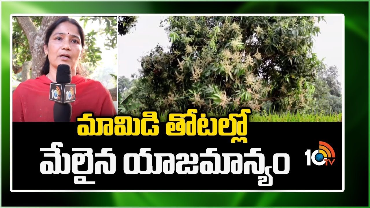 Mango Cultivation : మామిడిలో పూత సమయంలో చేపట్టాల్సిన యాజమాన్యం Mango Cultivation : మామిడిలో పూత సమయంలో చేపట్టాల్సిన యాజమాన్యం