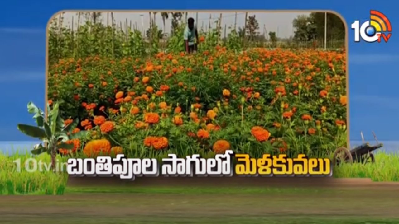 Marigold Flower Cultivation : బంతిపూల సాగులో మెళకువలు.. అధిక దిగుబడి కోసం మేలైన యాజమాన్యం Marigold Flower Cultivation : బంతిపూల సాగులో మెళకువలు.. అధిక దిగుబడి కోసం మేలైన యాజమాన్యం