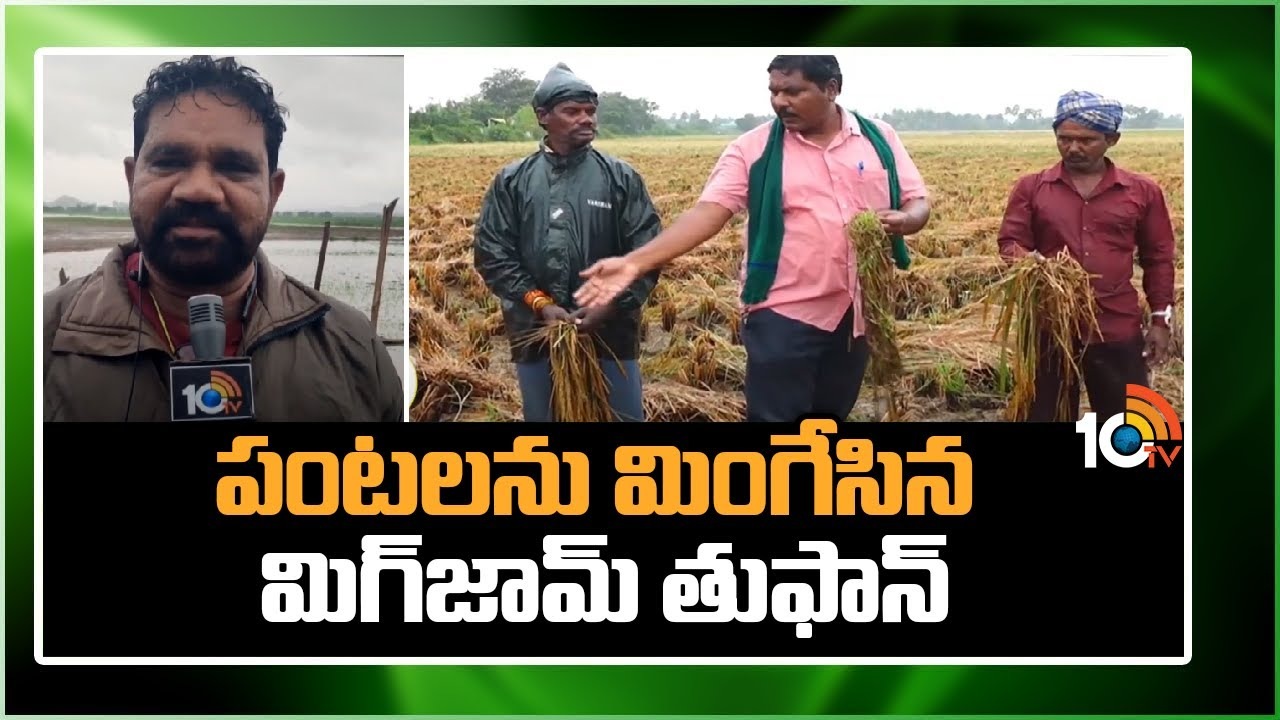 Migjaum Effect on Crops : తెలుగు రాష్ట్రాల్లో పంటలపై ప్రభావం చూపిన మిగ్జామ్ తుఫాన్ Migjaum Effect on Crops : తెలుగు రాష్ట్రాల్లో పంటలపై ప్రభావం చూపిన మిగ్జామ్ తుఫాన్