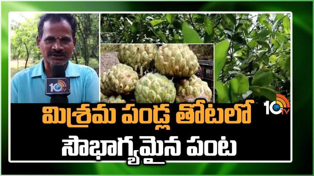 Mixed Natural Farming
