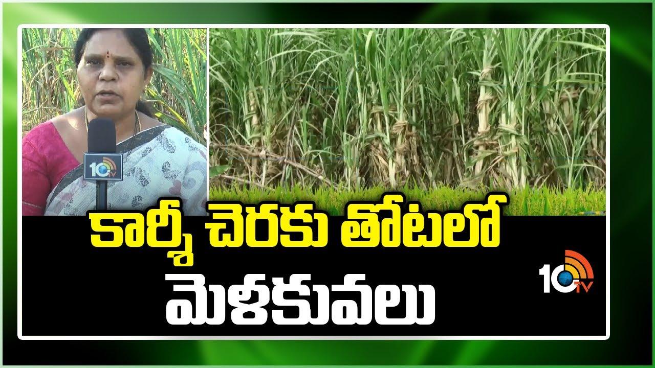 Sugarcane Cultivation Methods : చెరకు కార్శీ తోటల యాజమాన్యం.. అధిక దిగుబడులకోసం శాస్త్రవేత్తల సూచనలు Sugarcane Cultivation Methods : చెరకు కార్శీ తోటల యాజమాన్యం.. అధిక దిగుబడులకోసం శాస్త్రవేత్తల సూచనలు