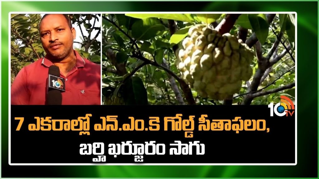 NMK Custard Apple Crop
