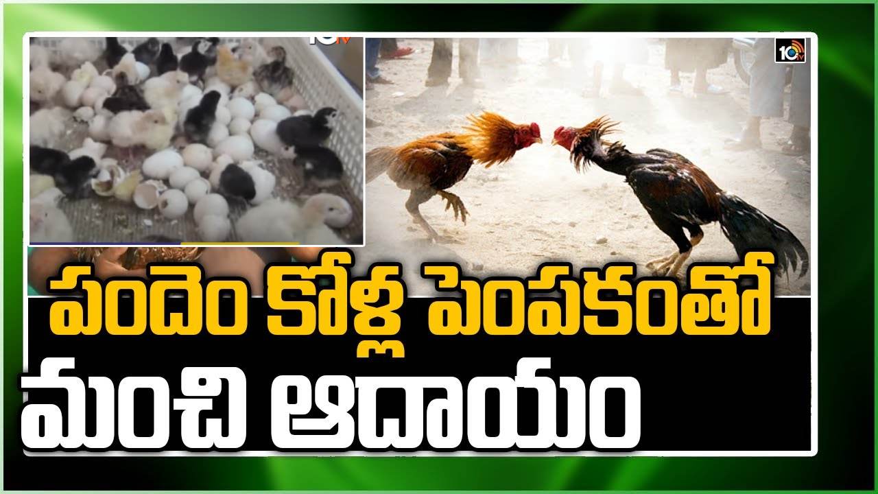Natu Kollu Farming : నాటు కోళ్ల పెంపకంతో లక్షల్లో ఆదాయం Natu Kollu Farming : నాటు కోళ్ల పెంపకంతో లక్షల్లో ఆదాయం