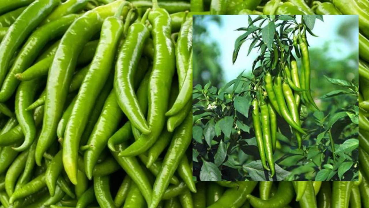 Green Mirchi : పచ్చి మిరపకాయ ప్రమాదక వ్యాధుల నుండి కాపాడుతుందని మీకు తెలుసా? Green Mirchi : పచ్చి మిరపకాయ ప్రమాదక వ్యాధుల నుండి కాపాడుతుందని మీకు తెలుసా?