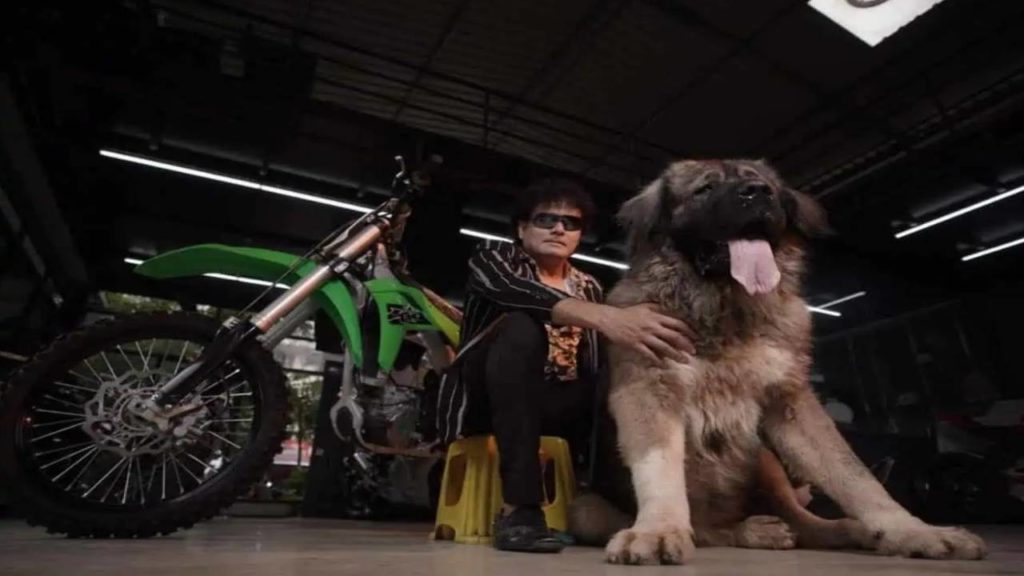 Caucasian Shepherd