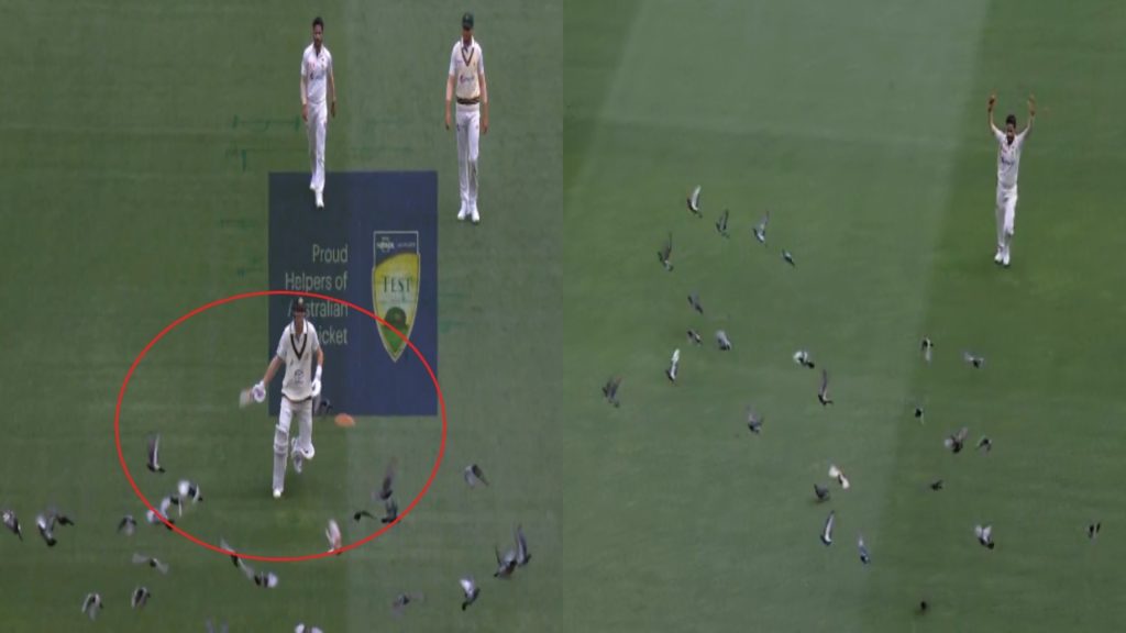 Marnus Labuschagne Chases away pigeons at mcg