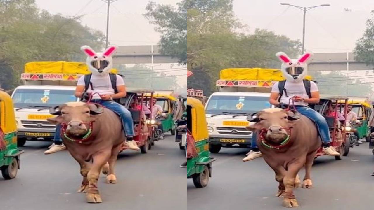 Delhi : పెట్రోలు ధరలు పెరిగాయని ఎద్దుపై స్వారీ చేసిన వ్యక్తి.. జంతు హింస ఆపమంటు నెటిజన్లు ఫైర్ Delhi : పెట్రోలు ధరలు పెరిగాయని ఎద్దుపై స్వారీ చేసిన వ్యక్తి.. జంతు హింస ఆపమంటు నెటిజన్లు ఫైర్