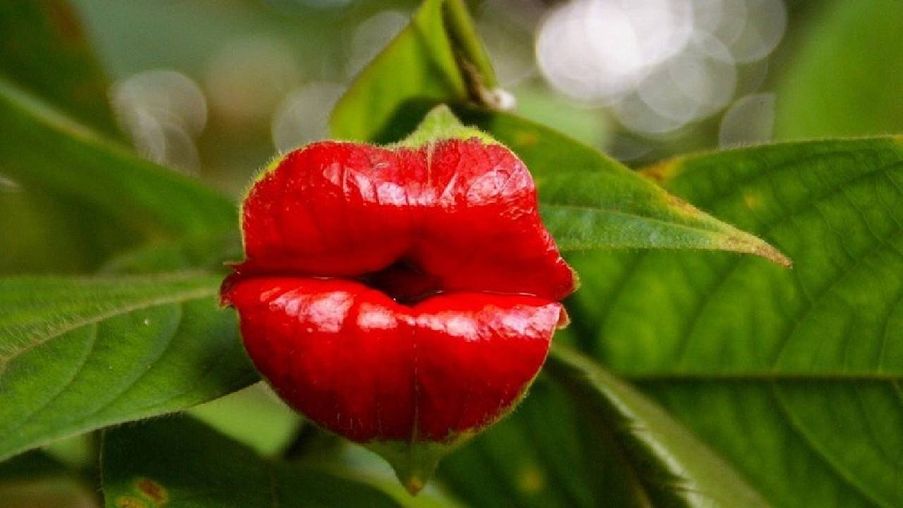 Hookers Lips Plant : పెదవుల ఆకారంలో ఉన్న ఈ మొక్క పేరేంటో తెలుసా? Hookers Lips Plant : పెదవుల ఆకారంలో ఉన్న ఈ మొక్క పేరేంటో తెలుసా?