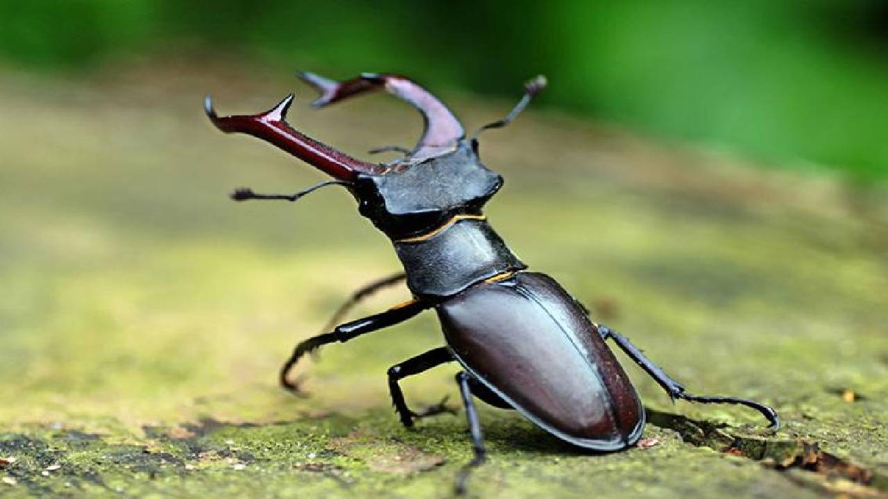 Stag beetle : చెత్తలో ఉండే ఈ పురుగు బిఎండబ్ల్యూ, ఆడి కార్ల కంటే ఖరీదైనది.. ఎందుకో తెలుసా? Stag beetle : చెత్తలో ఉండే ఈ పురుగు బిఎండబ్ల్యూ, ఆడి కార్ల కంటే ఖరీదైనది.. ఎందుకో తెలుసా?
