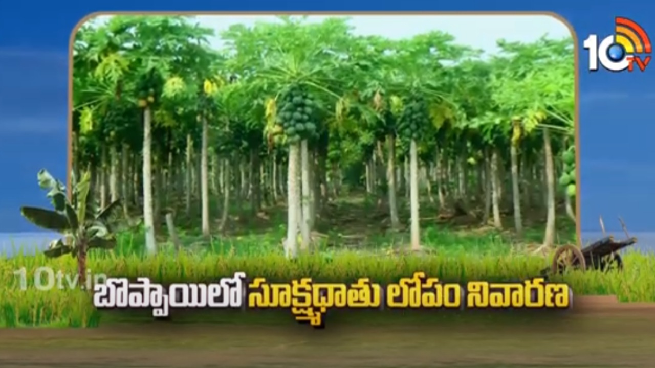 Papaya Cultivation Techniques : బొప్పాయిలో సూక్ష్మధాతు లోపం నివారణ.. సూచనలిస్తున్న శాస్త్రవేత్తలు Papaya Cultivation Techniques : బొప్పాయిలో సూక్ష్మధాతు లోపం నివారణ.. సూచనలిస్తున్న శాస్త్రవేత్తలు