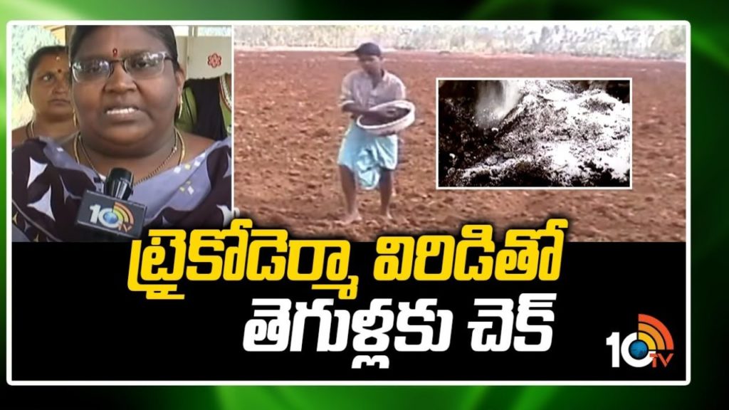 Pests Control With Trichoderma