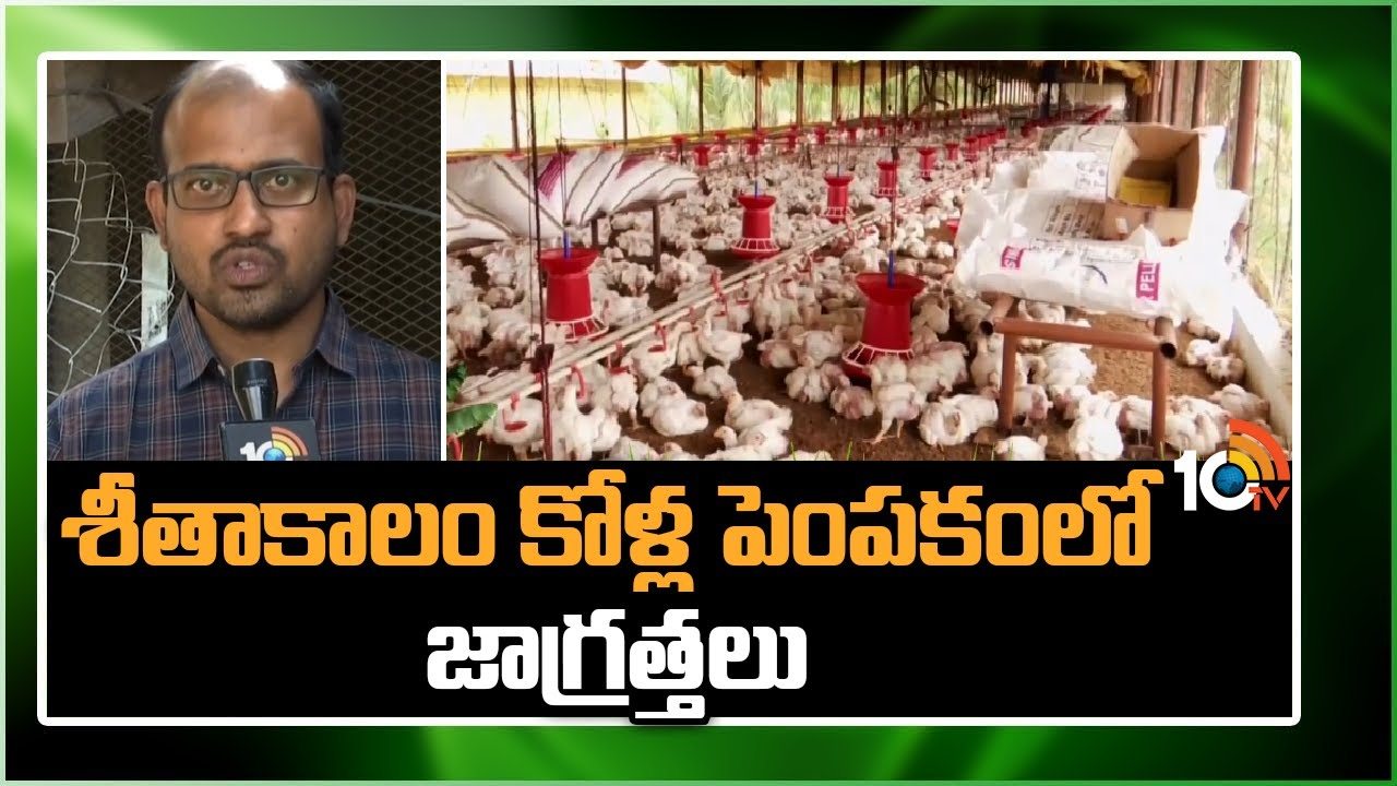 Poultry Farming : చలికాలంలో కోళ్లపై రోగాల దాడి.. యాజమాన్యంలో జాగ్రత్తలు పాటిస్తే అధికోత్పత్తి Poultry Farming : చలికాలంలో కోళ్లపై రోగాల దాడి.. యాజమాన్యంలో జాగ్రత్తలు పాటిస్తే అధికోత్పత్తి