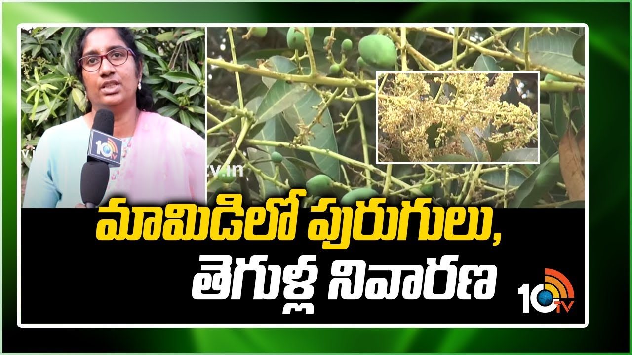 Mango Cultivation : మామిడిలో పురుగులు, తెగుళ్ల బెడద నివారణ చర్యలు Mango Cultivation : మామిడిలో పురుగులు, తెగుళ్ల బెడద నివారణ చర్యలు