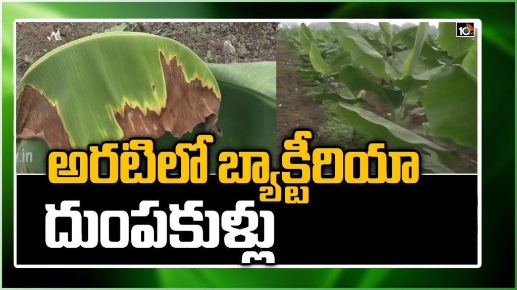 Prevention and Control Of Bacteria in Banana Farming