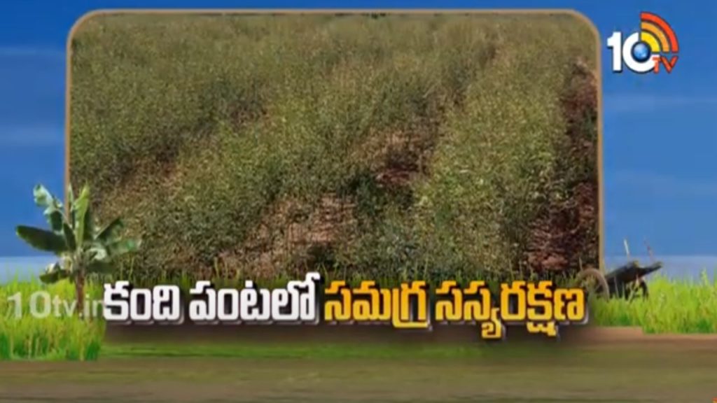 Redgram Cultivation
