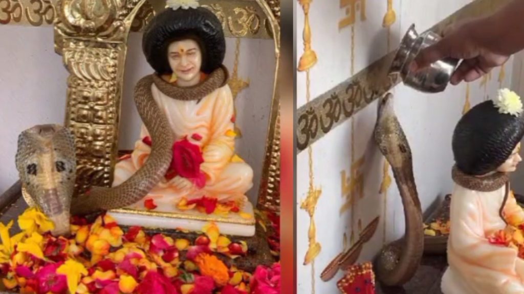 SAI TEMPLE SNAKE