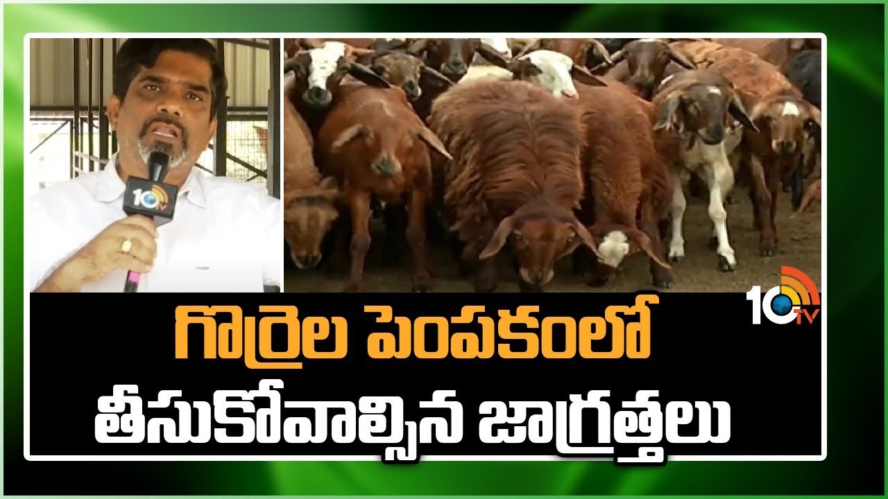 Sheep Farming : చలికాలంలో గొర్రెలకు పెరగనున్న వ్యాధులు.. నివారణకు పాటించాల్సిన జాగ్రత్తలు Sheep Farming : చలికాలంలో గొర్రెలకు పెరగనున్న వ్యాధులు.. నివారణకు పాటించాల్సిన జాగ్రత్తలు