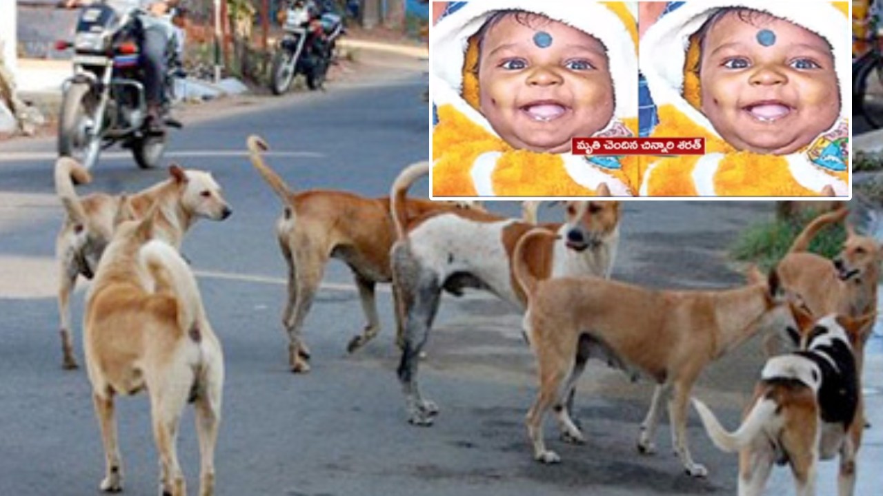 Dog Attack Baby Dies: హైదరాబాద్ షేక్పేటలో విషాదం.. కుక్కల దాడిలో గాయపడ్డ ఐదు నెలల పసికందు మృతి Dog Attack Baby Dies: హైదరాబాద్ షేక్పేటలో విషాదం.. కుక్కల దాడిలో గాయపడ్డ ఐదు నెలల పసికందు మృతి