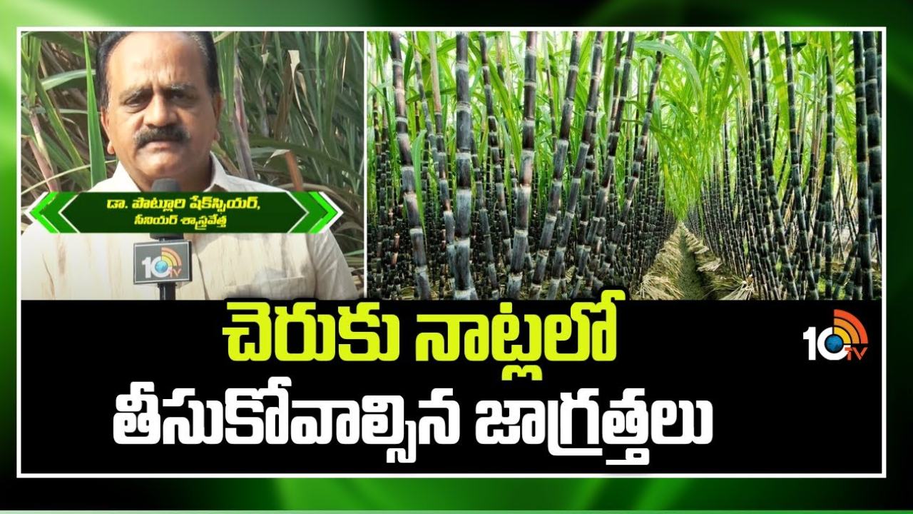 Sugarcane Farming Tips : చెరకు నాట్లు – యాజమాన్యం.. అధిక దిగుబడుల కోసం సాగులో పాటించాల్సిన మెళకువలు Sugarcane Farming Tips : చెరకు నాట్లు – యాజమాన్యం.. అధిక దిగుబడుల కోసం సాగులో పాటించాల్సిన మెళకువలు