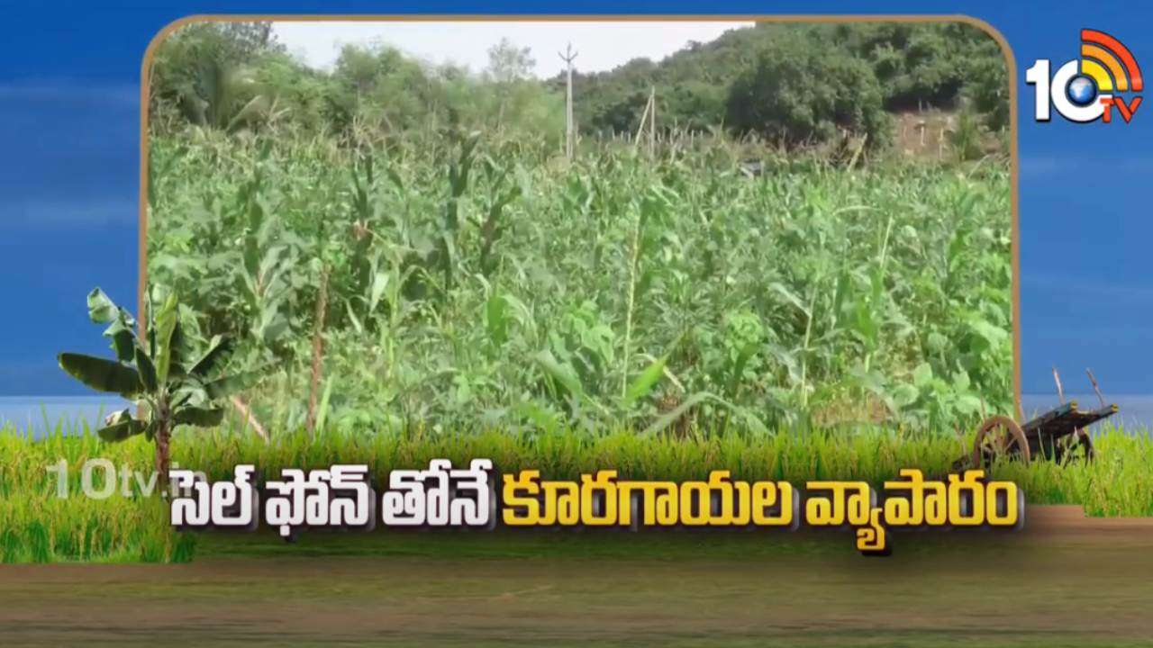 Organic Vegetables : సెల్ఫోన్తోనే కూరగాయల వ్యాపారం.. ప్రకృతి విధానంలో సాగు Organic Vegetables : సెల్ఫోన్తోనే కూరగాయల వ్యాపారం.. ప్రకృతి విధానంలో సాగు
