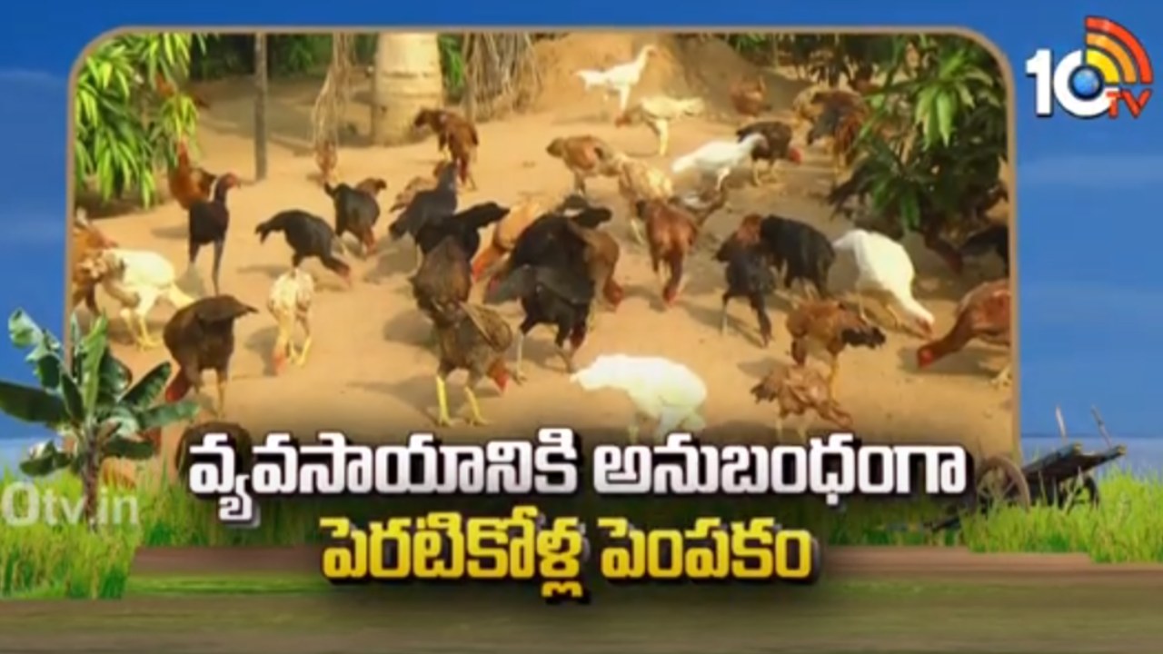 Backyard Chickens : వ్యవసాయానికి అనుబంధంగా పెరటికోళ్ల పెంపకం Backyard Chickens : వ్యవసాయానికి అనుబంధంగా పెరటికోళ్ల పెంపకం