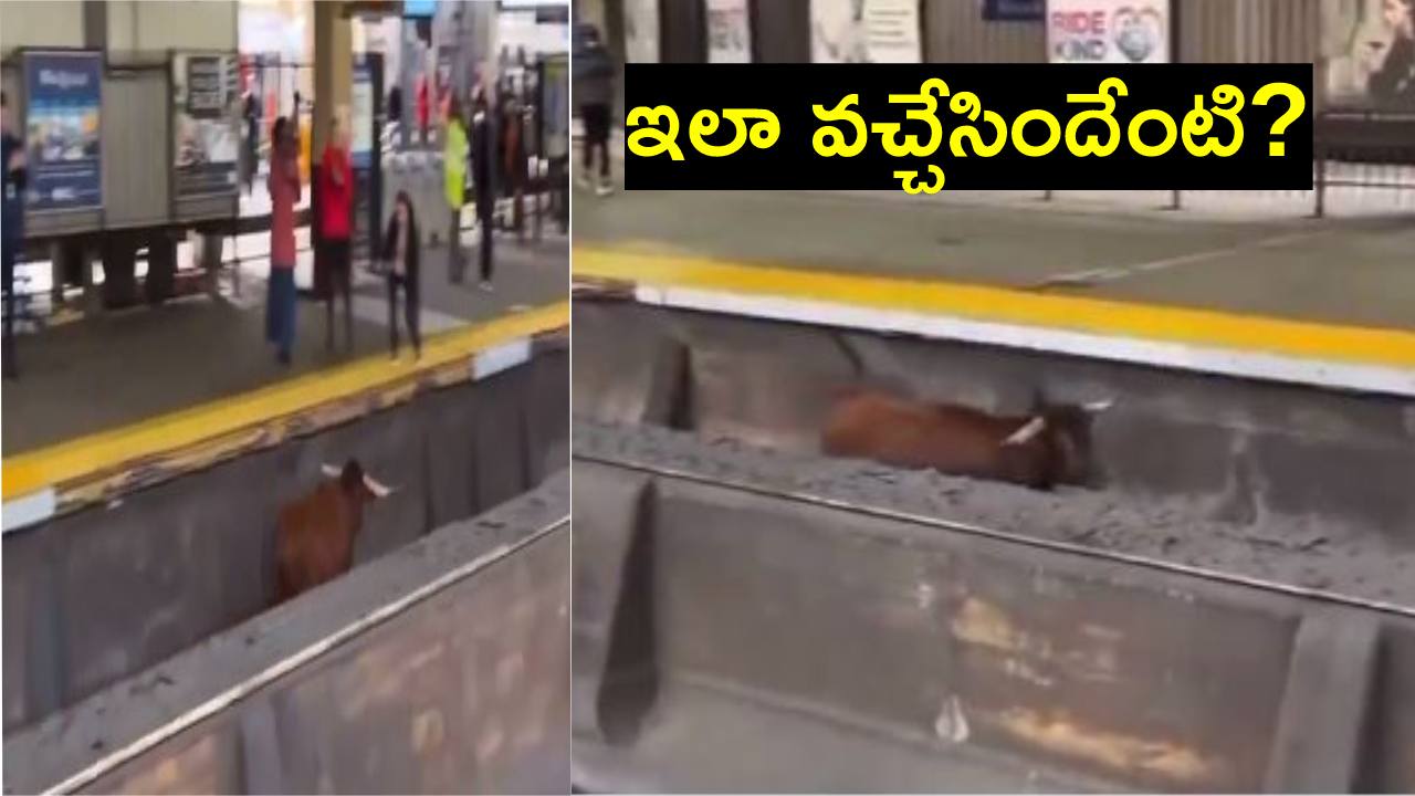 Train tracks: వామ్మో.. ఈ ఎద్దు ట్రైన్ ట్రాకులపై ఎలా పరుగులు తీసిందో చూడండి.. Train tracks: వామ్మో.. ఈ ఎద్దు ట్రైన్ ట్రాకులపై ఎలా పరుగులు తీసిందో చూడండి..
