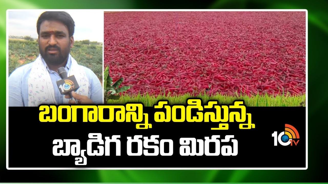 Byadgi Chilli Farming : బ్యాడిగ మిర్చి సాగు.. మిర్చి అ‘ధర’హో! Byadgi Chilli Farming : బ్యాడిగ మిర్చి సాగు.. మిర్చి అ‘ధర’హో!