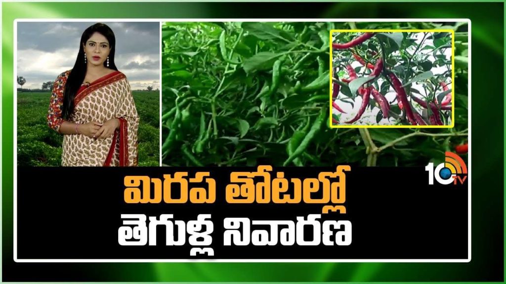 chilli crop cultivation process for preventive maintenance