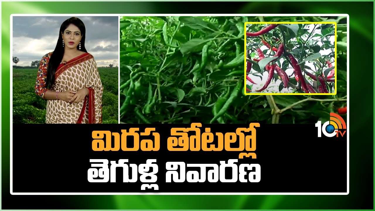 Chilli Crop Cultivation : మిరప తోటల్లో వైరస్ తెగులు ఉధృతి – నివారణకు చేపట్టాల్సిన యాజమాన్యం Chilli Crop Cultivation : మిరప తోటల్లో వైరస్ తెగులు ఉధృతి – నివారణకు చేపట్టాల్సిన యాజమాన్యం