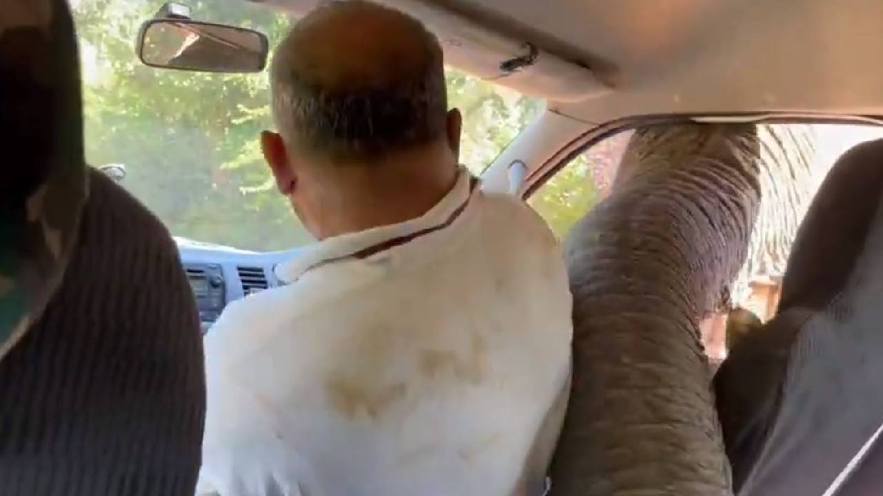 Viral Video: ఏనుగు బారినుంచి కుటుంబాన్ని కాపాడిన చిప్స్, శాండ్విచ్ Viral Video: ఏనుగు బారినుంచి కుటుంబాన్ని కాపాడిన చిప్స్, శాండ్విచ్